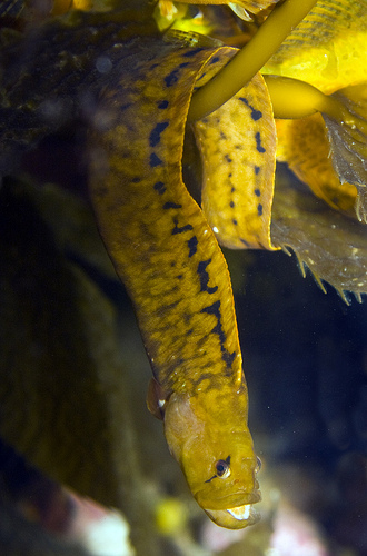 Photo of Apodichthys fucorum by Brian Klinkenberg